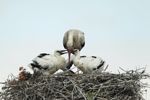 torks Regurgitating To Chicks at Nest
