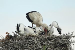 White Storks Chicks Being Fed
