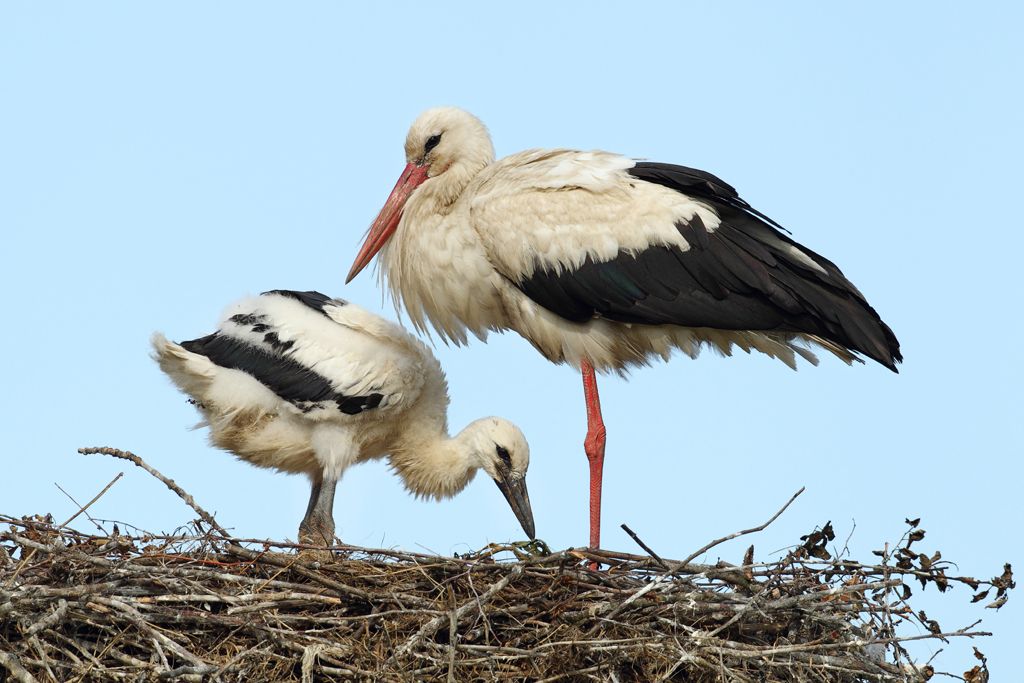 Stork with Chich at Nest