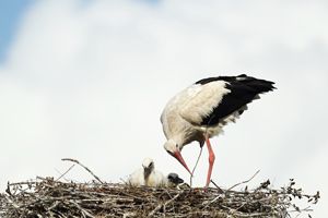 Stork Tending to Nest