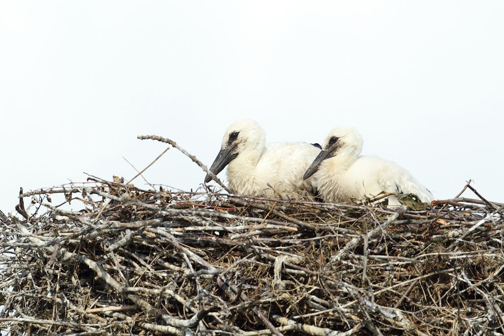 White Stork Chicks on Nest