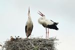 Storks Displaying after returning to the Nest