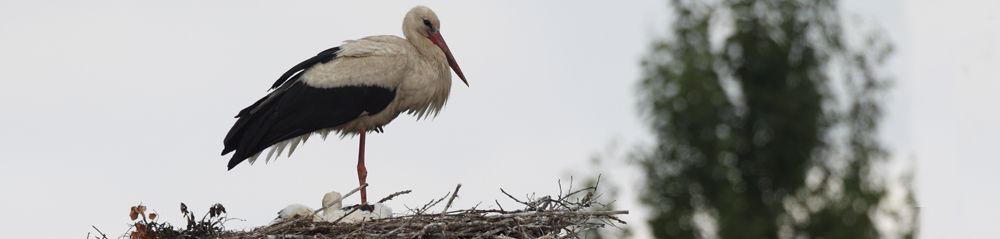 Storks Displaying Gallery