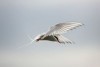 Arctic Tern