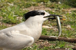 Sandwich Terns