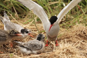 Arctic Terns at Nest with Chicks