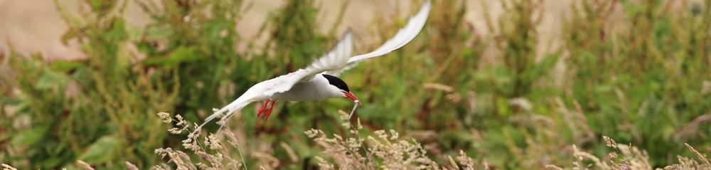 Arctic Tern Gallery