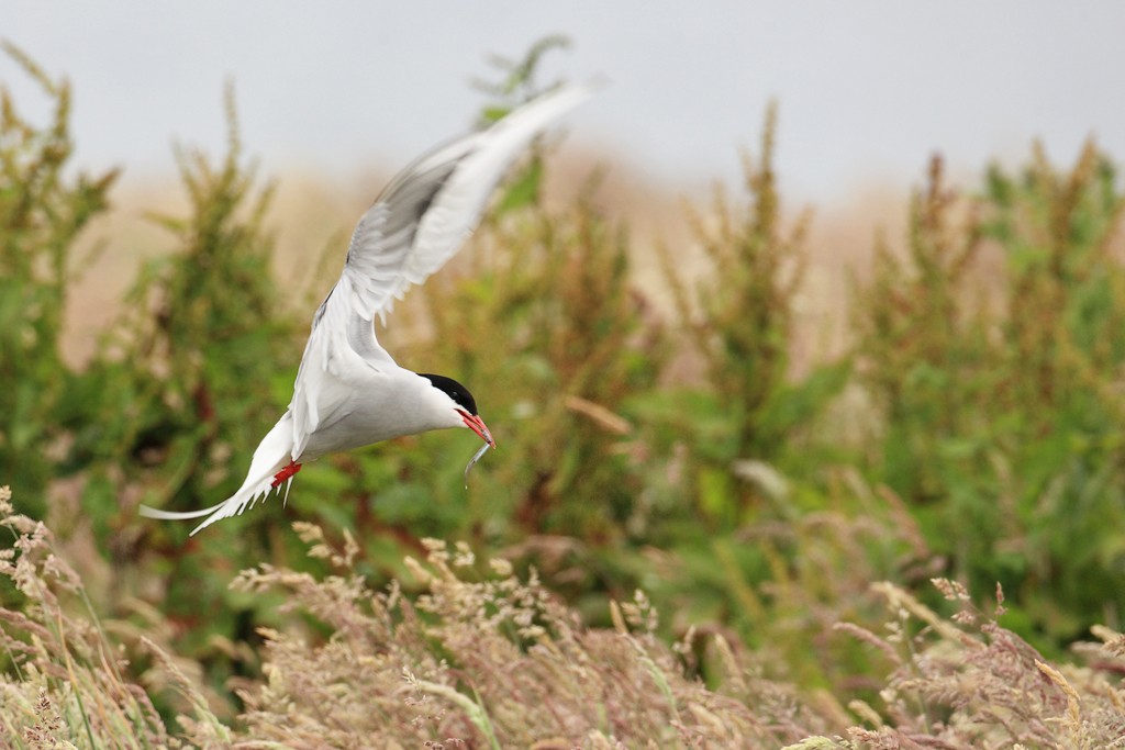 Arctic Tern Brings Fish to Nest