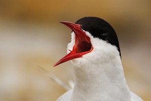 Arctic Tern Calling