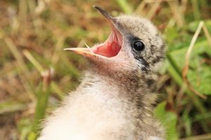 Arctic Terns Chick Calling
