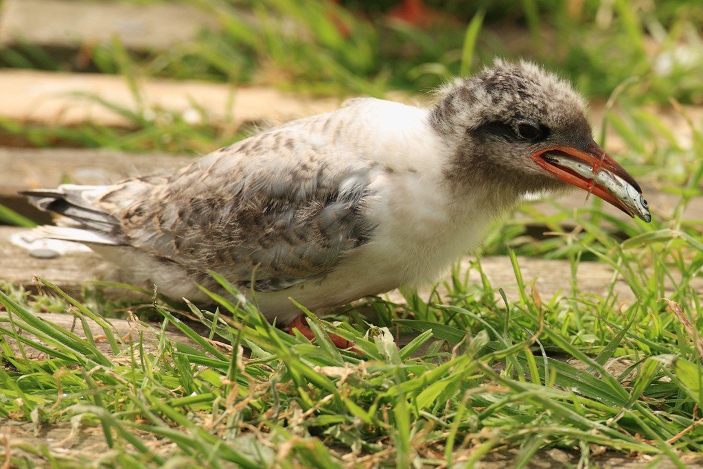 Arctic Tern Chick Eating Fish