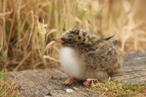Arctic Tern Chick in Brown Grasses