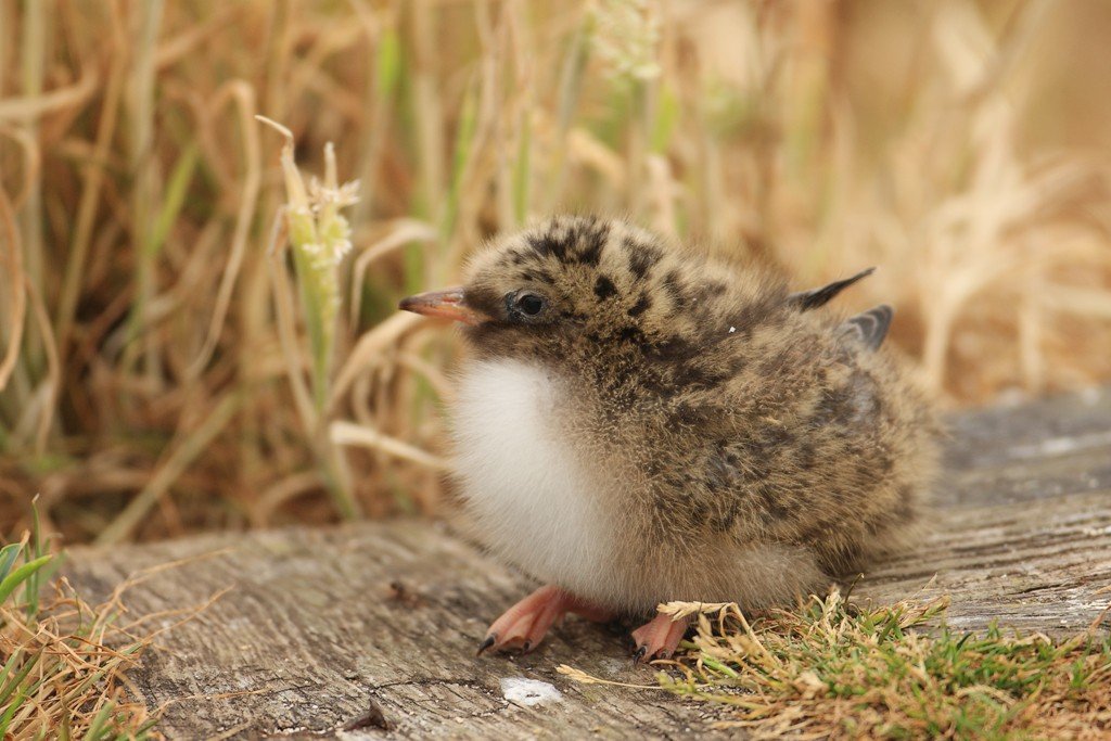 Arctic Tern Chick in Brown Grasses