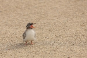 Arctic Tern Chick On The Sand 