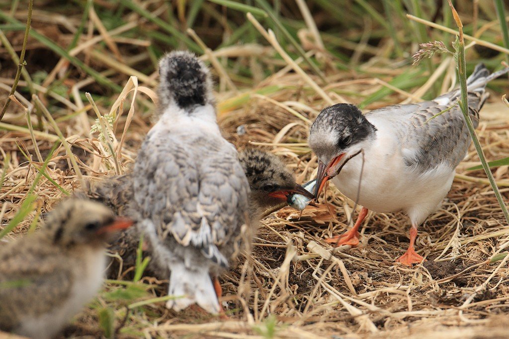 Arctic Tern Chicks Fight Over Fish