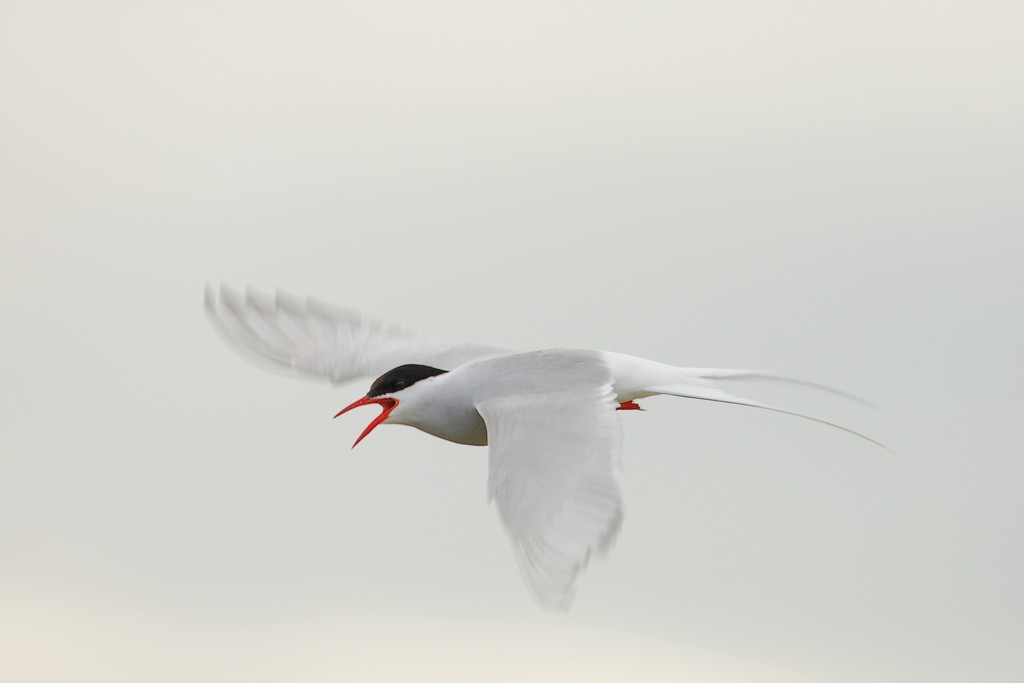 Arctic tern