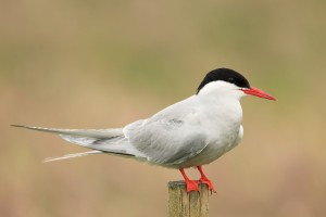 Arctic Tern on Post
