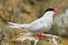 Arctic Tern