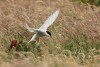 Arctic Tern