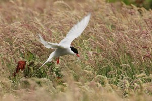 Arctic Tern Hovers Over Grasses