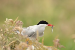 Arctic Tern With Fish