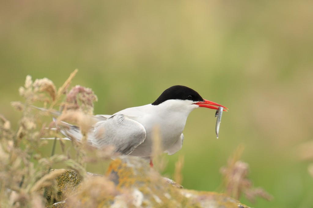 Arctic Tern With Fish