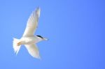 Little Tern