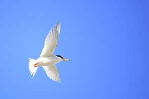 Little Tern Backlit with Sun