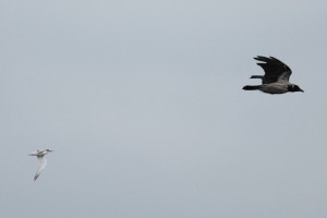 Little Tern Chases Hooded Crow 