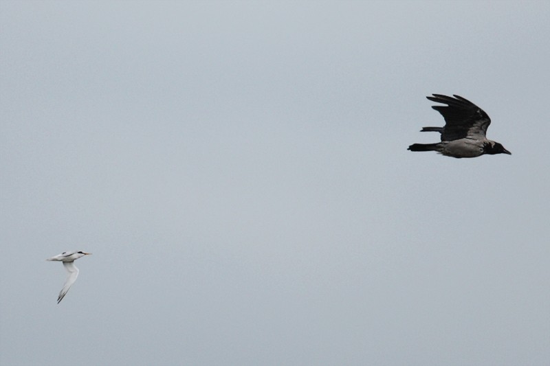 Little Tern Chases Hooded Crow 