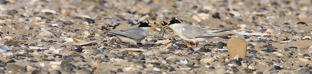 Little Tern Gallery