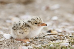 Little Tern Chick