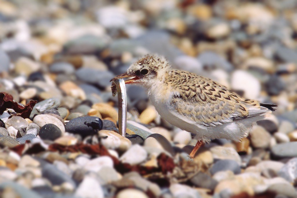 Little Tern Chick With Fish