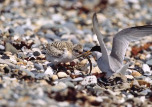 Little Tern Feeding Chick