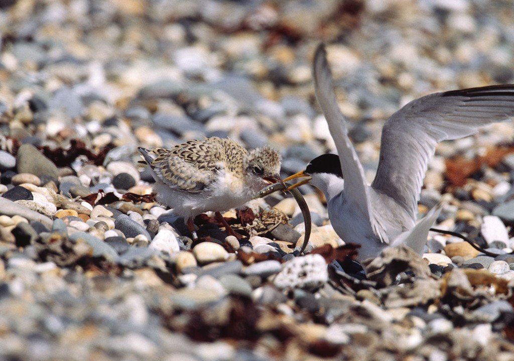 Little Tern Feeding Chick