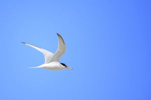 Little Tern Gallery