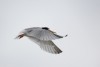 Little Tern