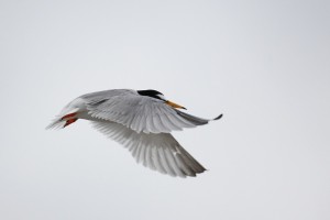 Little Tern Showing Curved Wings