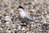 Little Tern