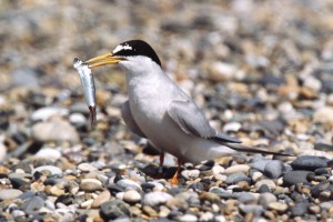 Little Tern with Bait Fish