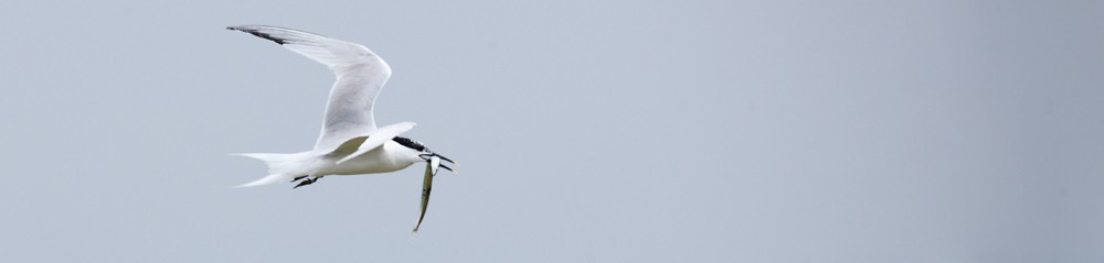 Sandwich Tern Gallery