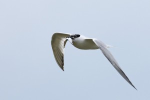 Sandwich Tern With Fish 
