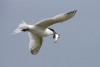 Sandwich Tern