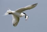 Sandwich Tern