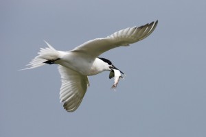 Sandwich Tern in Flight with Fish