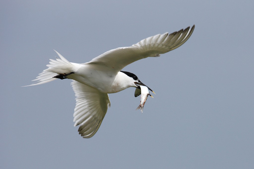 Sandwich Tern in Flight with Fish