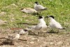 Sandwich Tern