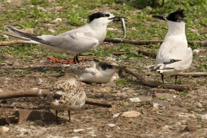 Sandwich Tern with Fish