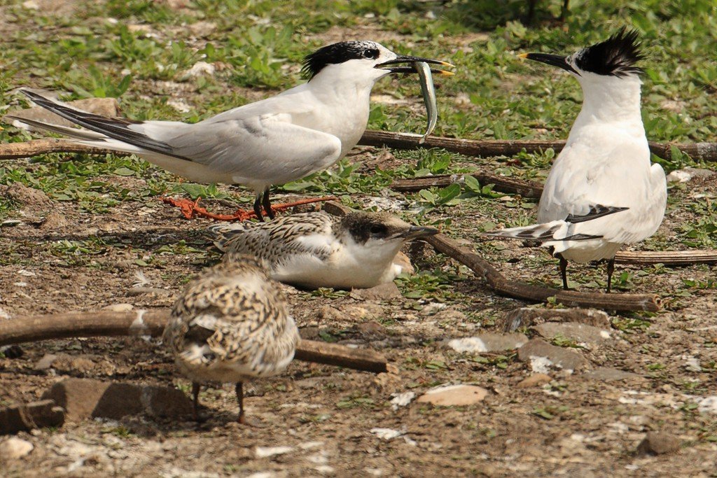 Sandwich Tern with Fish