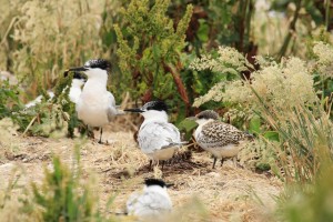 Sandwich Tern Gallery